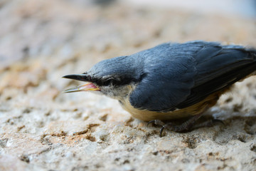 Blaumeise