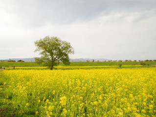 Obraz premium Nanohana flowers in Japan