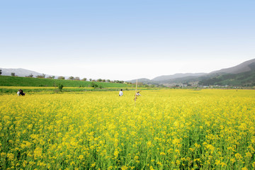 Nanohana flowers in Japan