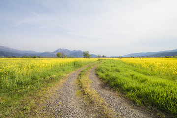 Yellow flowers blossoming in spring time, Japan, Nagano, Japan./Yellow flowers blossoming in spring time and natural background ,always know Nanohana flower in Japan ,Nagano,Japan.