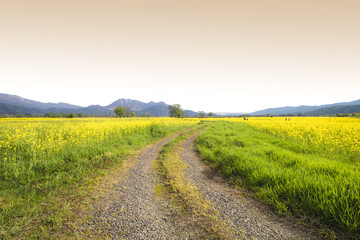 Nanohana flowers in Japan