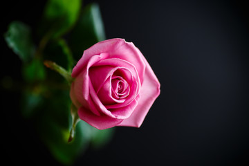 Beautiful pink rose