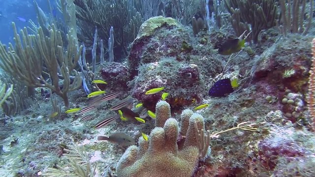 Fish on the reef in Caribbean sea