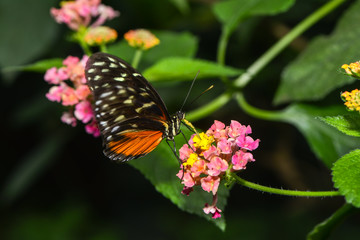 Exotischer Schmetterling