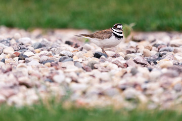 Killdeer in Rocks