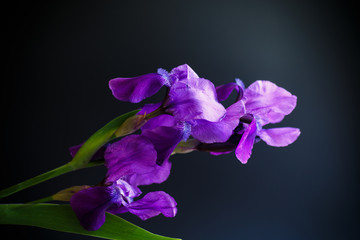 Naklejka na ściany i meble Flower purple iris