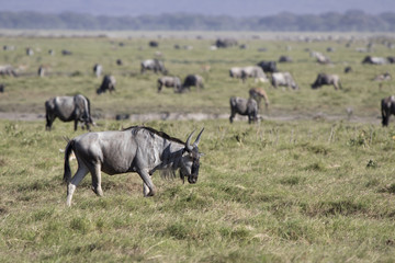 young wildebeest antelope walking along the savanna against the background of grazing herds of ungulates