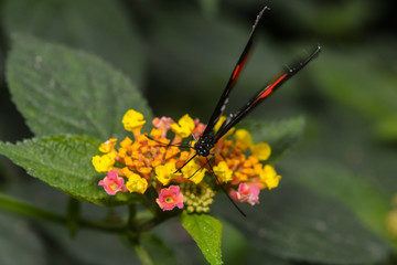 Exotischer Schmetterling