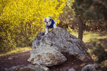 English puppy Bulldog Dog at the forest summer time