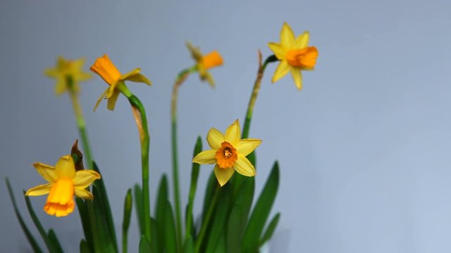 Yellow narcissus or daffodils on blue background