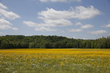 Goldenrod field near Bedford.