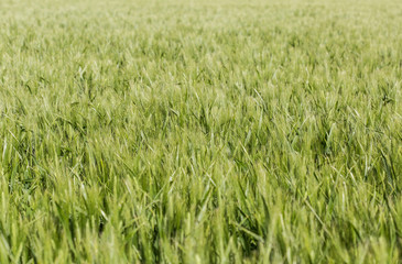 The wheat beginning to ear; a pattern of a green field