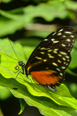 Fototapeta na wymiar Exotischer Schmetterling