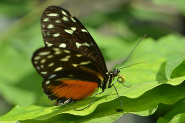 Obraz na płótnie Canvas Exotischer Schmetterling