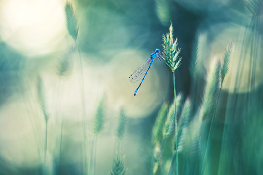 Blue dragonfly on the grass. Beautiful background with bokeh .