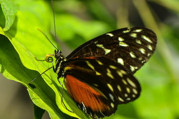 Obraz premium Exotischer Schmetterling