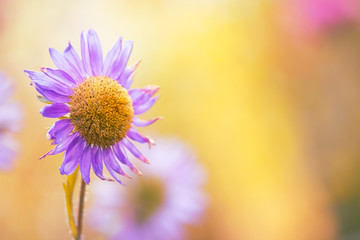 Delicate aster flower on a beautiful background. Space for text.