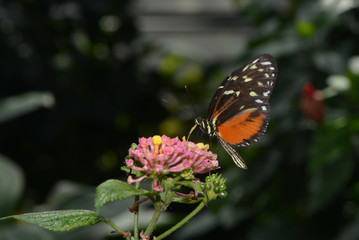 Exotischer Schmetterling