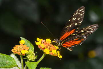 Exotischer Schmetterling