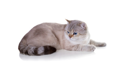 Cat British Shorthair. Color Seal Golden Shaded Point. Isolated on white background