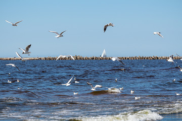 Fototapeta na wymiar baltic sea, breakwater and flying a lot of gulls