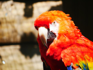 Perroqiet © photoloulou91