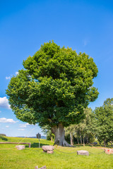 German landscape