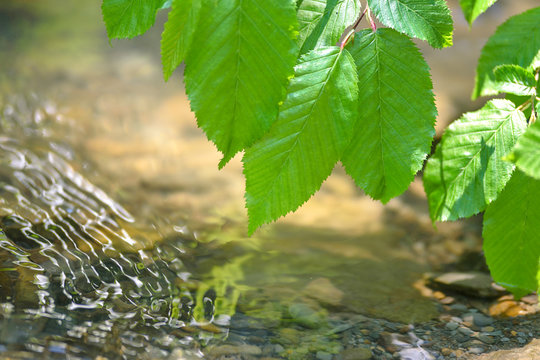 Green leaves over water