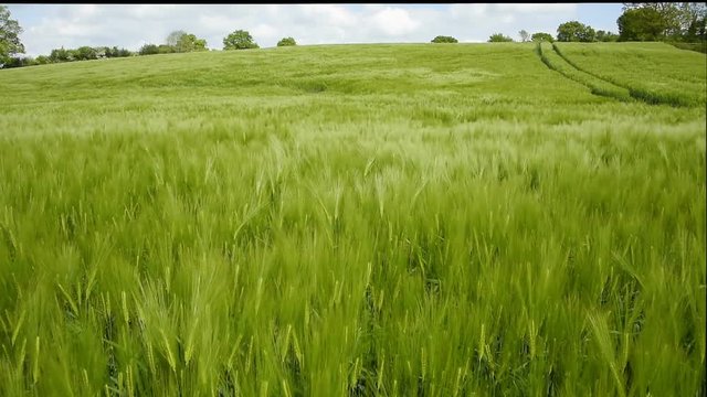Footage of a lush green field of barley gently blowing in the wind.
