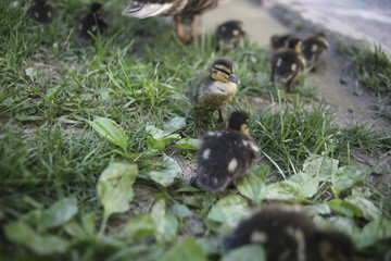 Ducklings