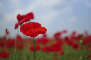 Beautiful red poppies at field 