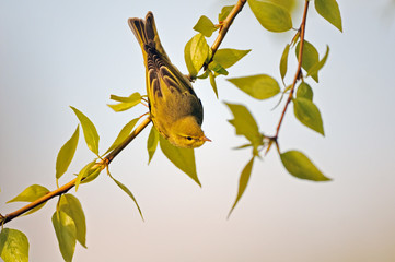 Wood Warbler at poplar branch head down