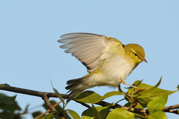 Wood Warbler flapping wings at poplar branch