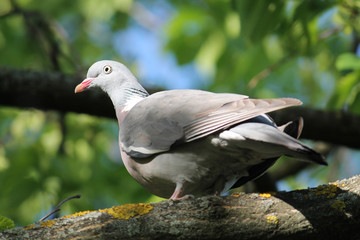 Common wood pigeon (Columba palumbus) on a tree branch