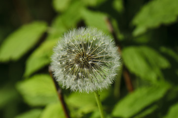 Dandelion seed in the woods
