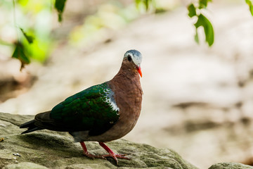  Beautiful pigeon close up in nature background.