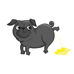 Cute pug isolated on white background.