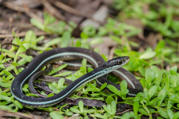 A close up of a Bluestripe Ribbon Snake in Florida