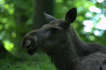 Elch beim liegen