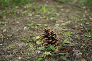 Pine cone on the ground in leaves. Slovakia