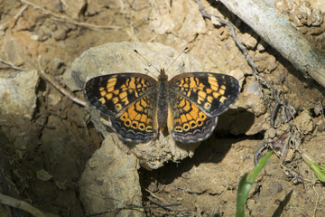 Butterfly 2017-37 / Small butterfly on a rock