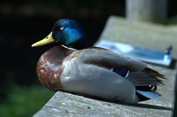 Stockente beim liegen