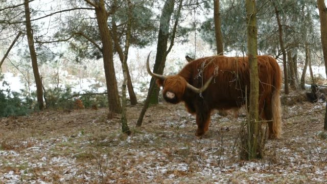 Highland cattle in winter landscape at National Park