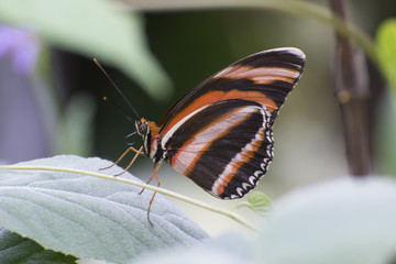 Butterfly 2017-39 / Butterfly shot between the leaves