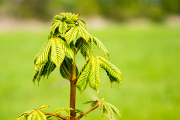 junge Kastanie in grün