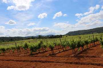 Fototapeta na wymiar vignoble dans les corbières AOC