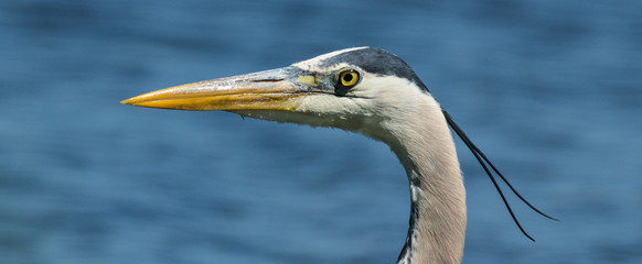 Great Blue Heron Portrait - Panorama1