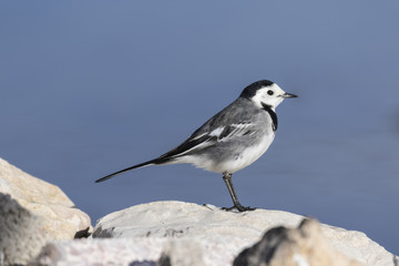 Lavandera Blanca (motacilla alba) posada en unas piedras con fondo azul