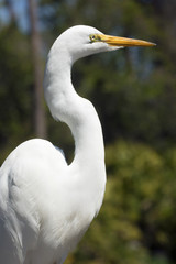Fototapeta premium Closeup of a great egret stading in a swamp, Florida.