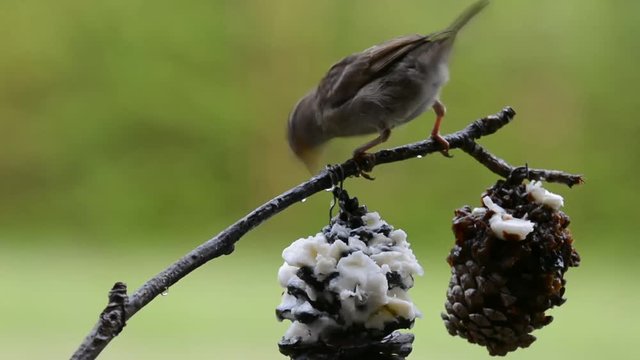 giovane passero